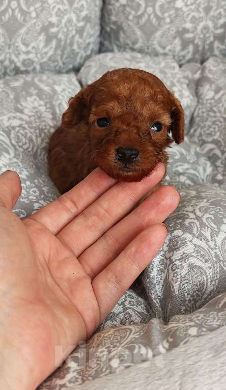 Собаки в Дмитрове: Мальчик той пудель micro Мальчик, 100 000 руб. - фото 2