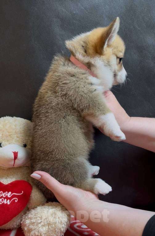Собаки в других городах Московской области: Вельш корги пемброк девочка без хвостика Девочка, 38 000 руб. - фото 8