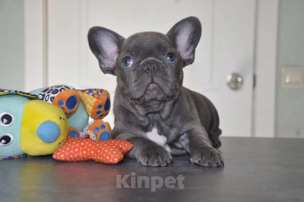 Собаки в Москве: Девочка голубой солид Девочка, 120 000 руб. - фото 2