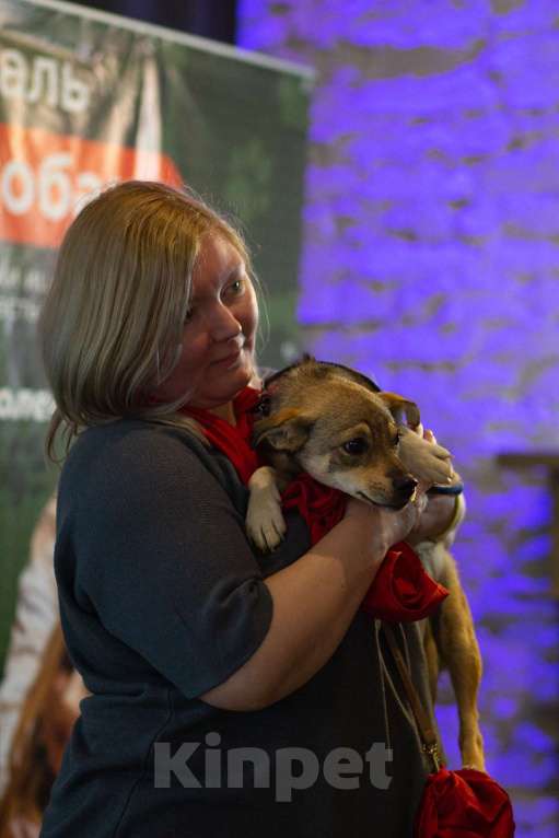 Собаки в Санкт-Петербурге: Собачка размером с кошечку ищет дом Девочка, Бесплатно - фото 3