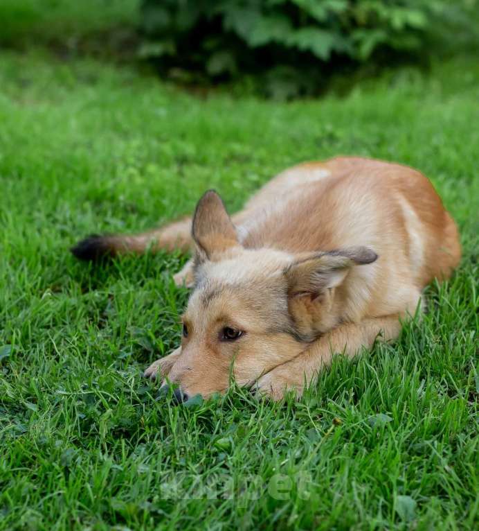 Собаки в других городах Московской области: Щенок ищет дом Девочка, Бесплатно - фото 2
