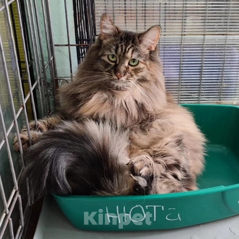 Кошки в Москве: 2 года в клетке Девочка, Бесплатно - фото 2