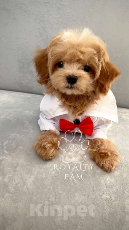 Собаки в Москве: Мини мальчик мальтипу F1 Royalty Fam Lorenzo Мальчик, Бесплатно - фото 6