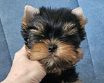 Собаки в Москве: Мальчик йорка Мальчик, 70 000 руб. - фото 4
