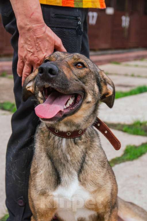 Собаки в Москве: Ласкушечка Стеша в поисках любящей семьи Девочка, 100 руб. - фото 10