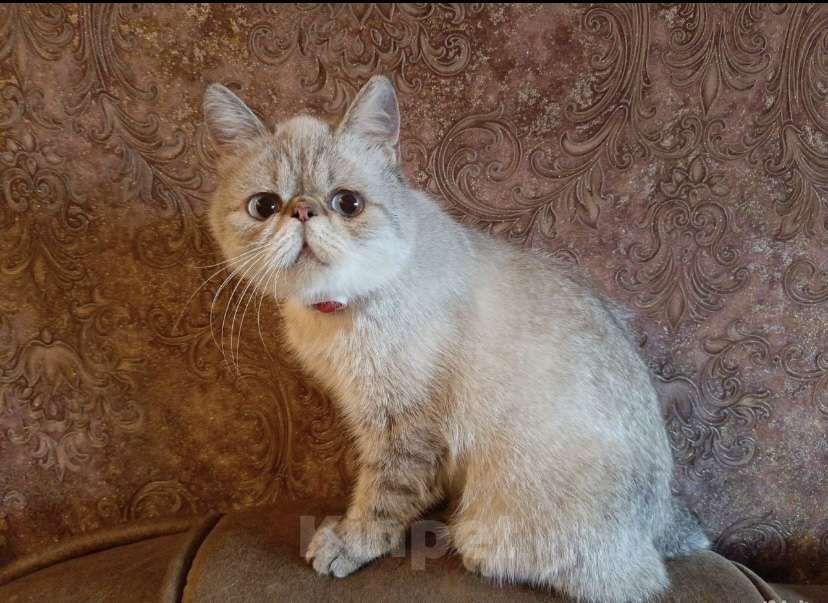 Кошки в Челябинске: отдам породистого котенка Девочка, Бесплатно - фото 5