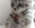 Кошки в Саке: Миниатюрная обворожительная шотландская кошечка в добрые руки. Девочка, Бесплатно - фото 2