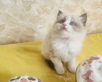 Кошки в Москве: Рэгдолл котик Мальчик, 95 000 руб. - фото 2