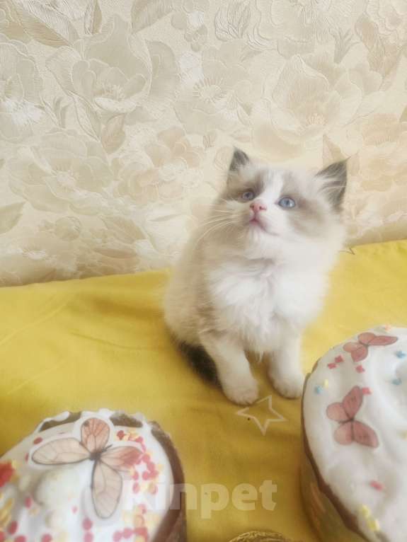 Кошки в Москве: Рэгдолл котик Мальчик, 95 000 руб. - фото 2