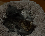 Кошки в Саратове: Котята в добрые руки Девочка, Бесплатно - фото 3