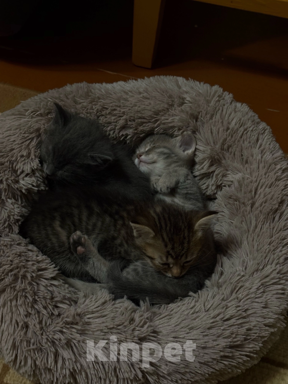 Кошки в Саратове: Котята в добрые руки Девочка, Бесплатно - фото 3