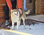 Собаки в Новосибирске: Собака Ласка ниже колена ищет дом Девочка, Бесплатно - фото 2