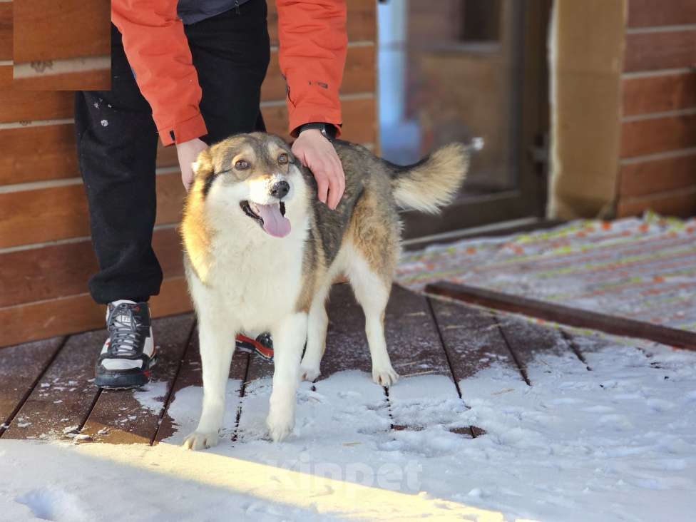 Собаки в Новосибирске: Собака Ласка ниже колена ищет дом Девочка, Бесплатно - фото 2