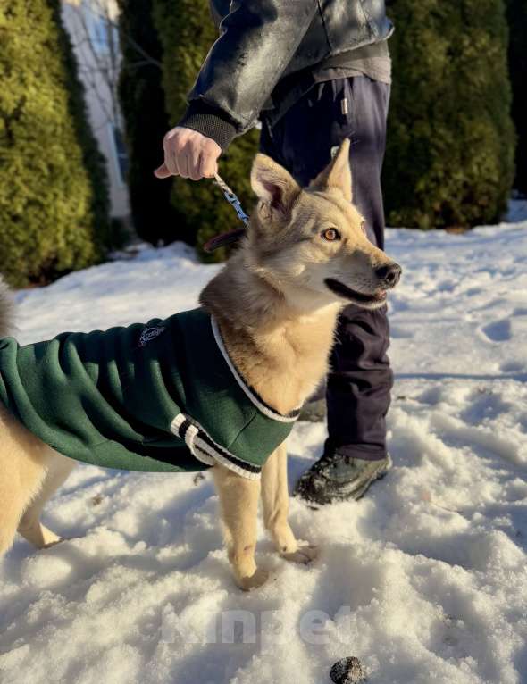Собаки в других городах Московской области: Собака Карамелька ищет дом Девочка, Бесплатно - фото 7
