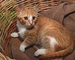 Кошки в Калуге: Томасина, рыжая девочка. Котенок 3 мес в добрые руки. Девочка, Бесплатно - фото 3