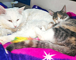 Кошки в Новокубанске: Котята метисы, Бесплатно - фото 2