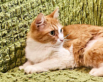 Кошки в Москве: Рыжая кошка Лисан в добрые руки. Девочка, Бесплатно - фото 6