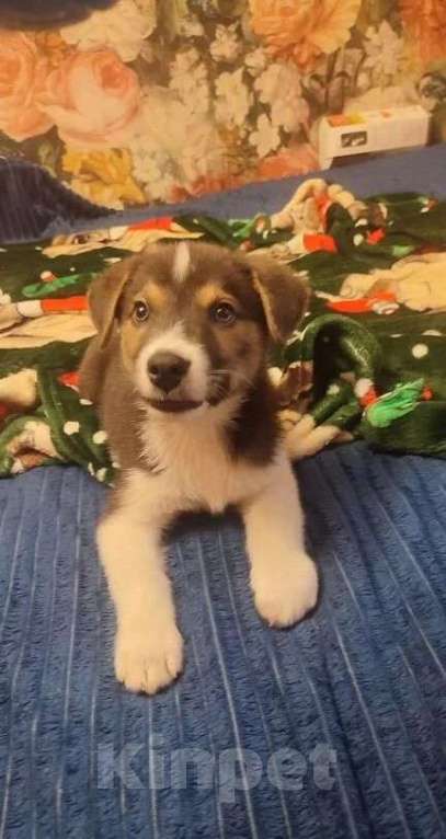 Собаки в Москве: Маленький харизматичный щенок ищет самые добрые ручки! Мальчик, Бесплатно - фото 1