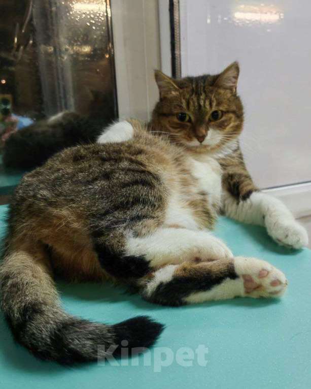 Кошки в Москве: Пищалку никто не замечает Девочка, Бесплатно - фото 2