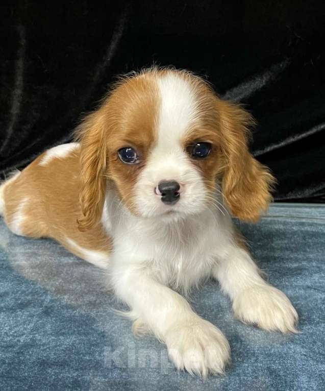 Собаки в Санкт-Петербурге: БЕСТ ИЛРЕАН КЕЛЬВИН Мальчик, 100 000 руб. - фото 4