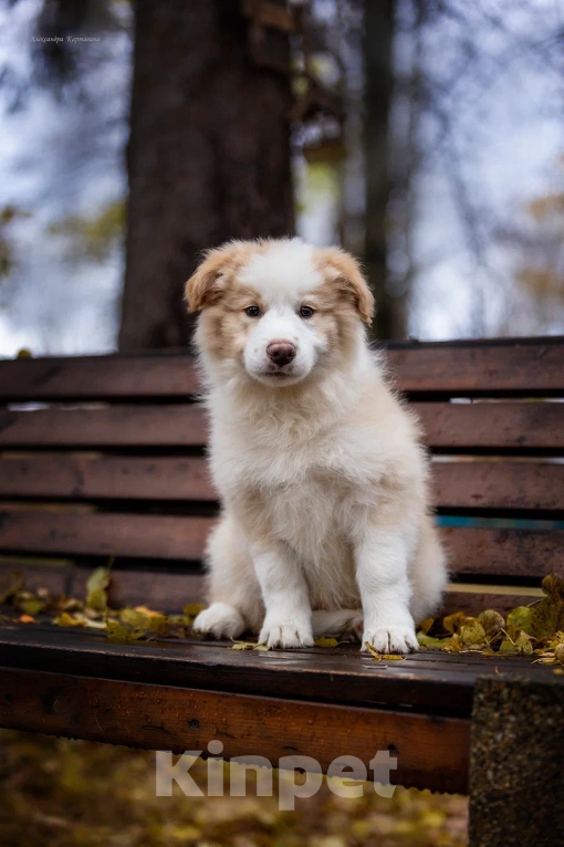 Собаки в Ярославле: Гарлем Мальчик, 80 000 руб. - фото 5