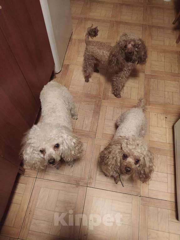 Собаки в Москве: Ищем сучку на случку  Мальчик, 5 000 руб. - фото 6