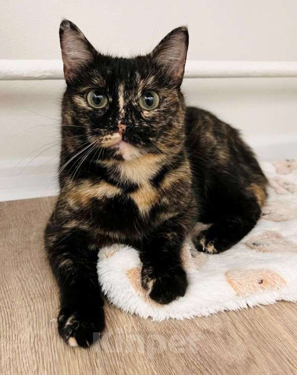 Кошки в Москве: Кошечка Ежевика ищет дом Девочка, Бесплатно - фото 1