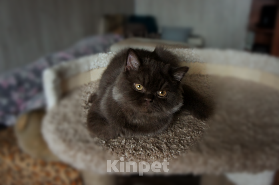 Кошки в Санкт-Петербурге: Британский шоколадный мальчик. Мальчик, 35 000 руб. - фото 2