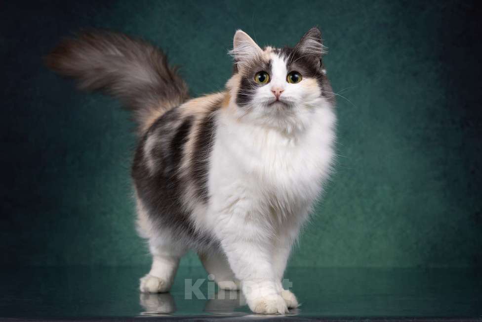 Кошки в Москве: Красавица Моника ищет любящую семью Девочка, Бесплатно - фото 3