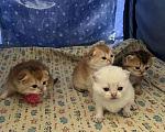 Кошки в Москве: Шотландские золотые котята Разнополые, 40 000 руб. - фото 4