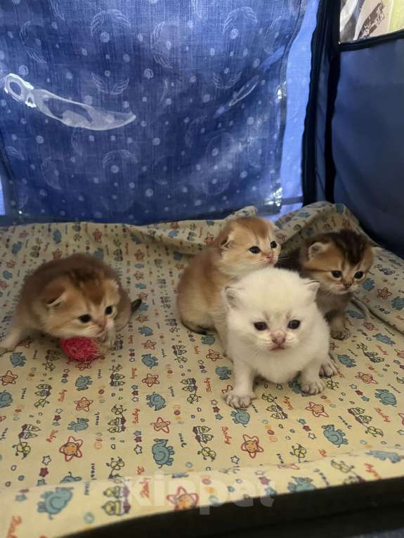 Кошки в Москве: Шотландские золотые котята Разнополые, 40 000 руб. - фото 4