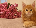 Кошки в Санкт-Петербурге: крупный ласковый котёнок Амур Мальчик, 50 000 руб. - фото 3