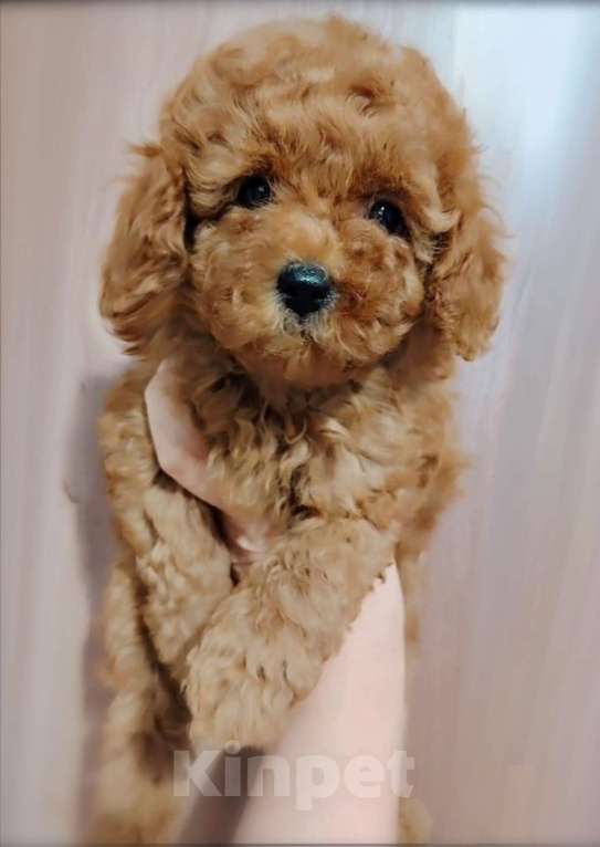 Собаки в Воронеже: Девочка той пуделя Девочка, Бесплатно - фото 3