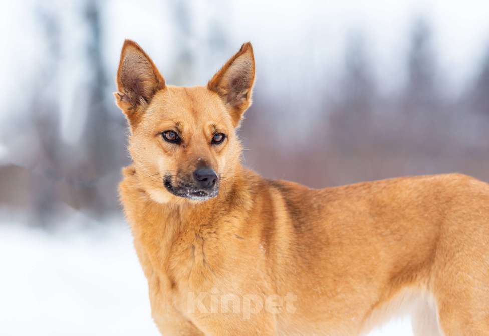 Собаки в Москве: Рыжая Фокси ищет дом Девочка, Бесплатно - фото 7