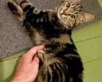 Кошки в Санкт-Петербурге: Шикарный котёнок ищет дом. Мальчик, Бесплатно - фото 3