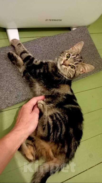 Кошки в Санкт-Петербурге: Шикарный котёнок ищет дом. Мальчик, Бесплатно - фото 3
