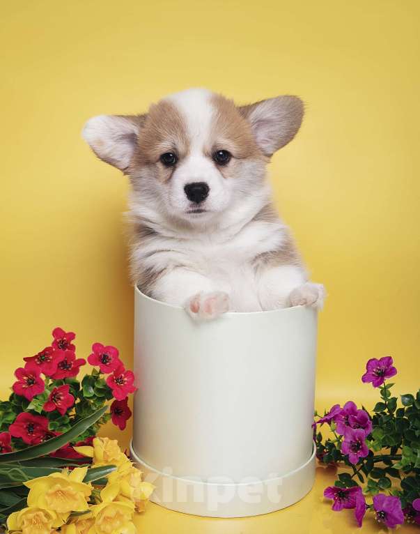 Собаки в Москве: Щенки Вельш корги пемброк Разнополые, 100 000 руб. - фото 4