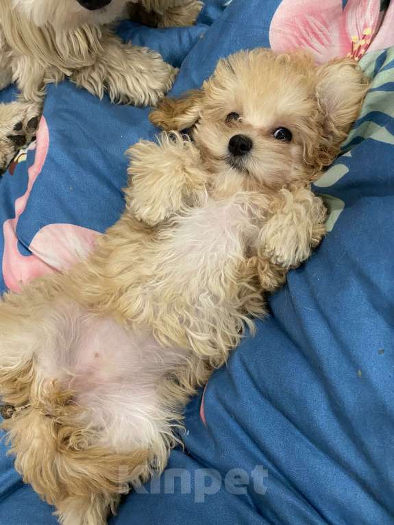 Собаки в Магнитогорске: Девочка мальтипу мини карамельная принцесса 3 мес Девочка, 90 000 руб. - фото 7