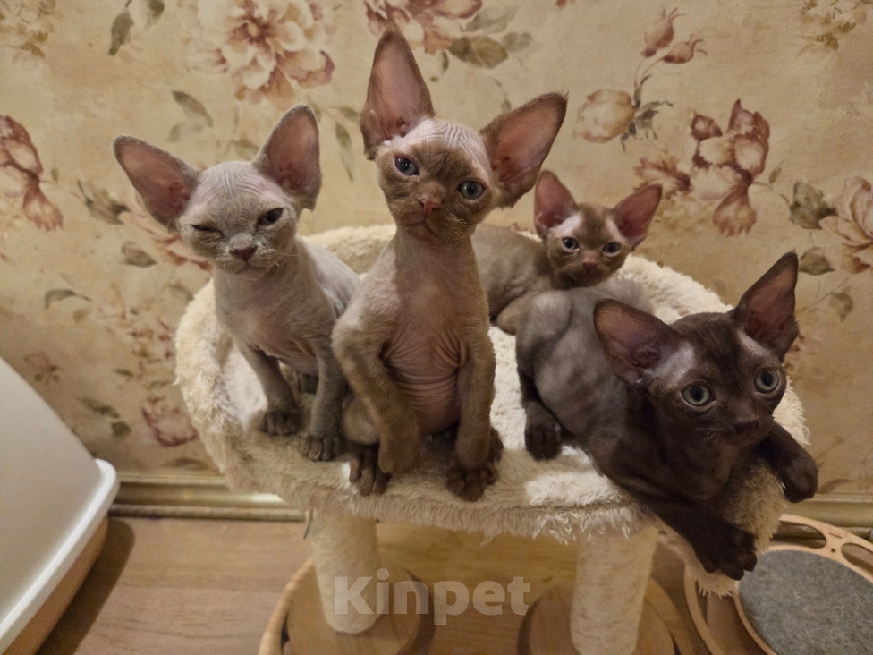 Кошки в Москве: Котята девон рекс Мальчик, 75 000 руб. - фото 9