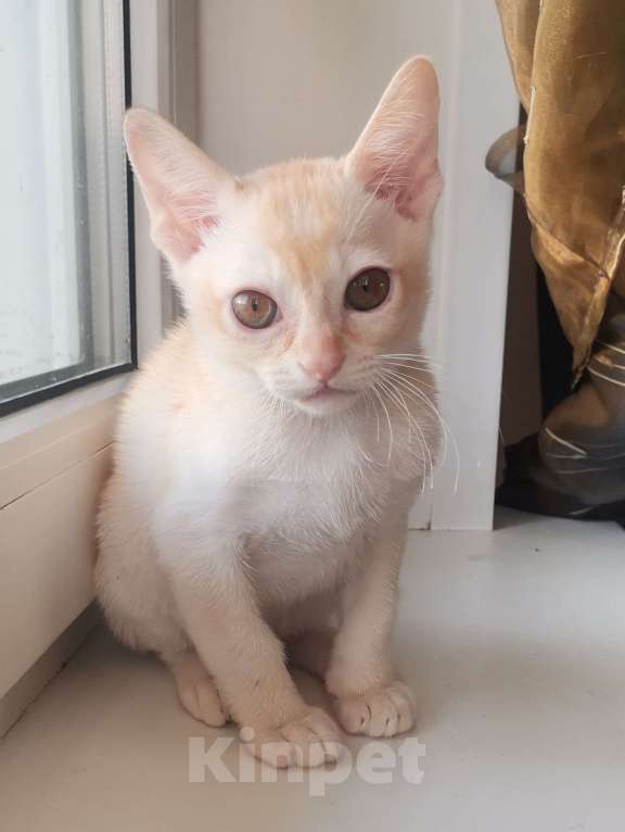 Кошки в Красноярске: Бурманский котик Мальчик, 35 000 руб. - фото 2