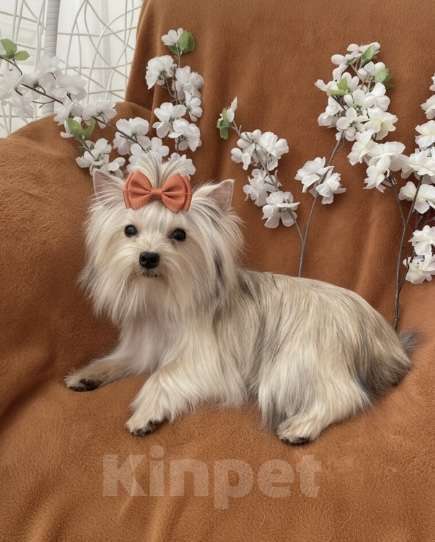 Собаки в Москве: Подрощенный йорк мини девочка рыжая Девочка, 80 000 руб. - фото 7