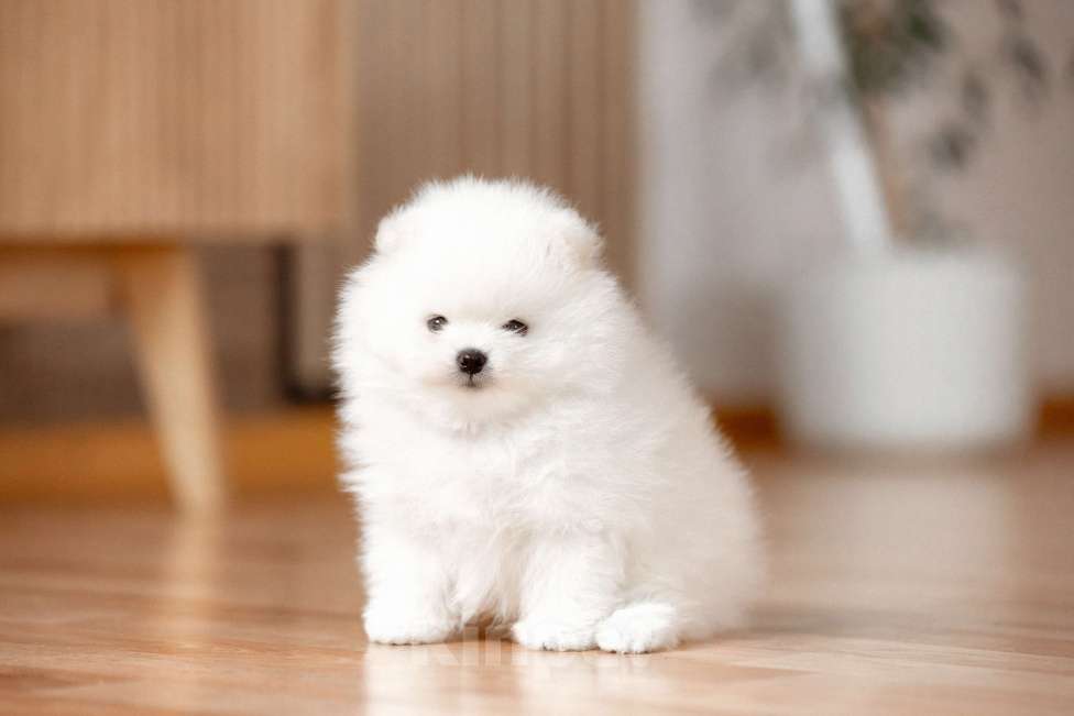 Собаки в Новосибирске: Щенок померанского шпица Мальчик, 50 000 руб. - фото 2