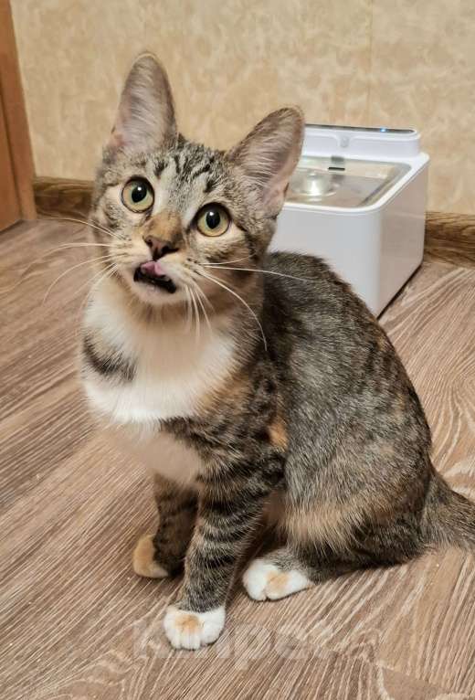 Кошки в Москве: Трехцветная кошечка-подросток в добрые руки  Девочка, Бесплатно - фото 10