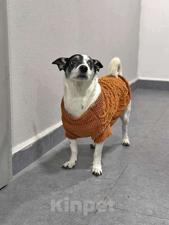 Собаки в Москве: Небольшая домашняя собачка Вега, метис Джек Рассела ищет дом Девочка, 10 руб. - фото 5