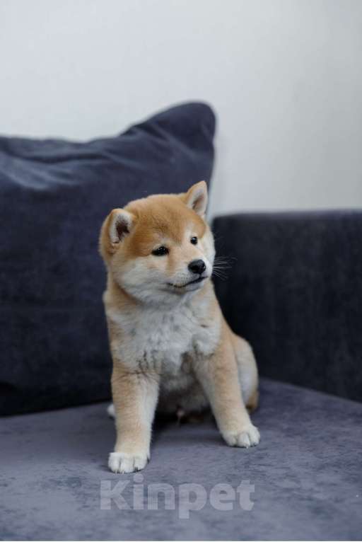 Собаки в Москве: Щенок сиба ину Мальчик, 50 000 руб. - фото 3
