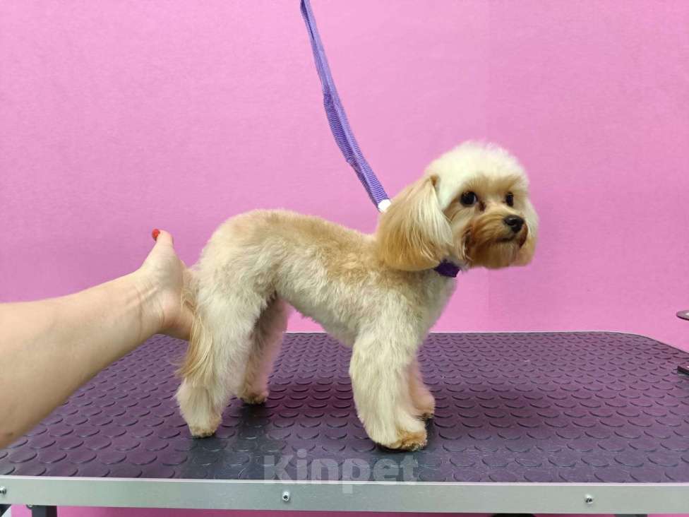 Собаки в Москве: Продам мальтипу Девочка, 100 000 руб. - фото 2