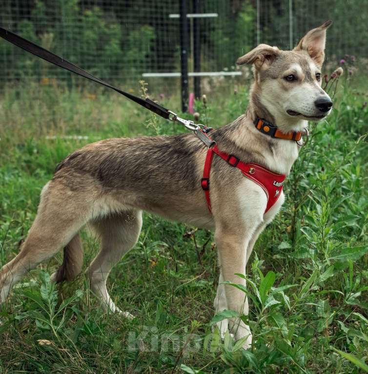 Собаки в Москве: Нежной Адель очень нужен дом  Девочка, Бесплатно - фото 5