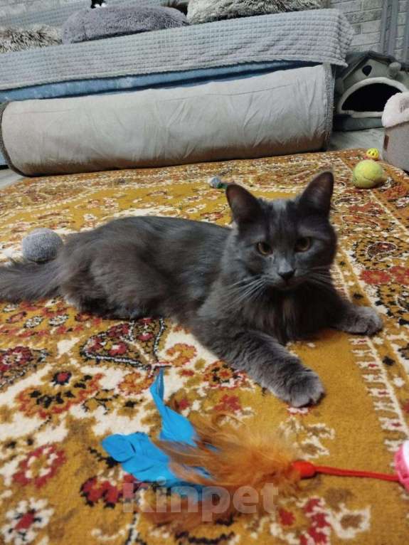 Кошки в Москве: Красавица Мушка ищет дом Девочка, 99 руб. - фото 3