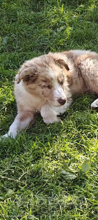 Собаки в Новосибирске: Премиальные щенки Бордер Колли от титулованных родителей  Девочка, Бесплатно - фото 4