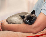 Кошки в Москве: Тайская кошка Сима в добрые руки Девочка, Бесплатно - фото 1